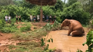 Are Elephant Mud Baths Ethical?