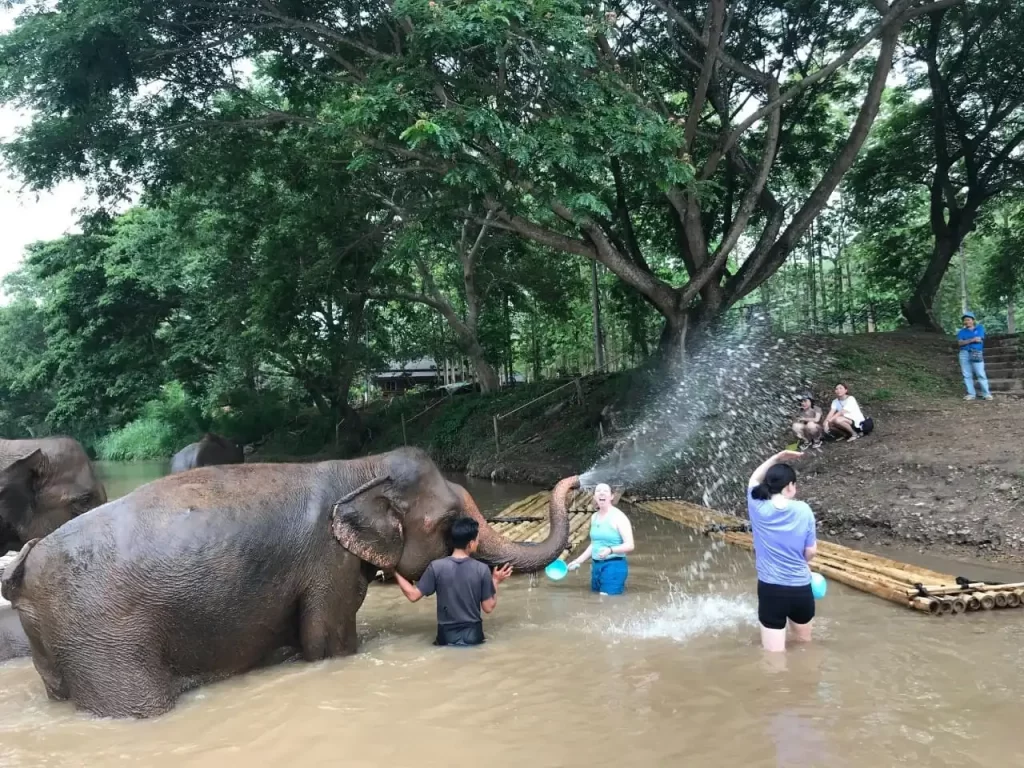 How Elephants Communicate With Each Other