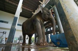 Elephant Hospital in Thailand