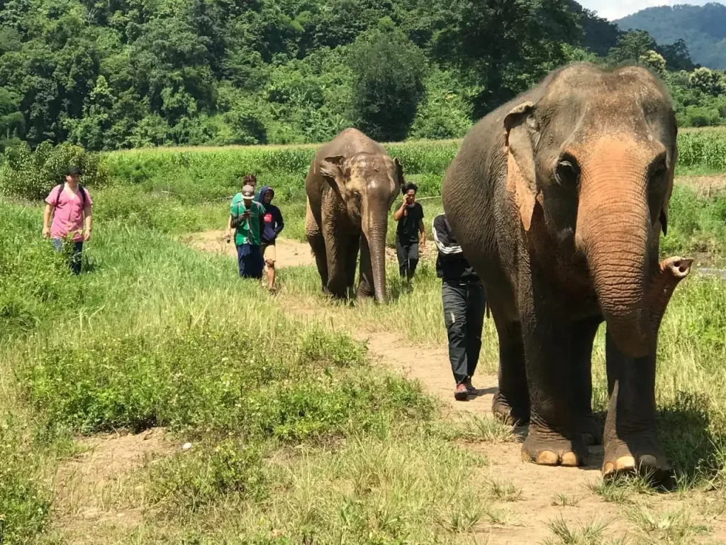 Ethical-Elephant-Tour