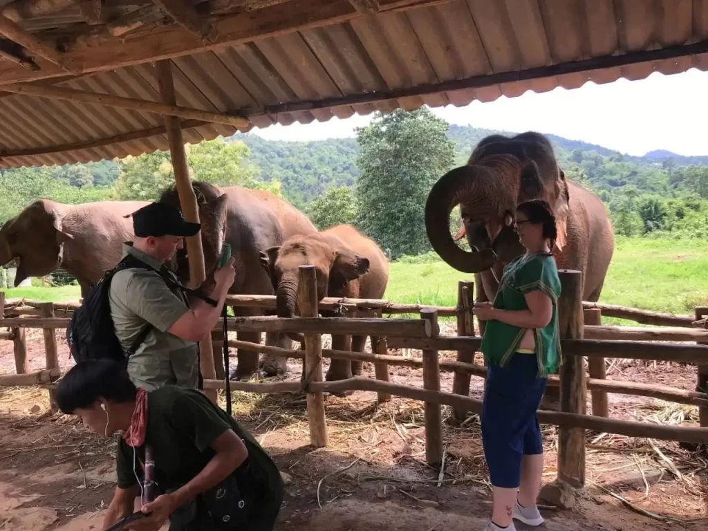 Elephant Feeding Chiang Mai