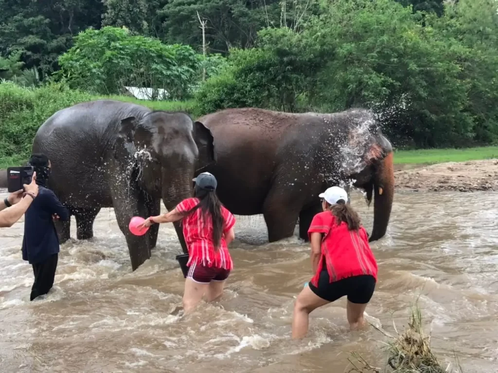 At Elephant Nature Park, a group of people enjoys playing with elephants in a river.