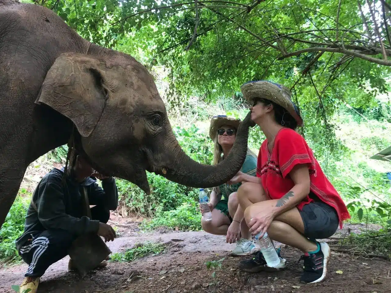Kissed by our Baby Elephant in Chiang Mai Thailand