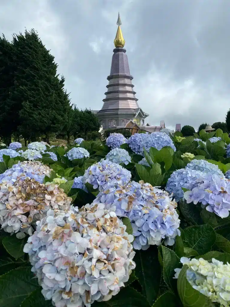 A pagoda with blue hydrangeas in front of it at Doi Inthanon.