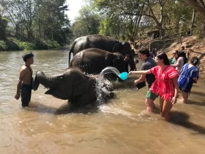 Chiang Mai Elephant Sanctuaries