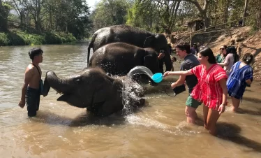 Chiang Mai Elephant Sanctuaries
