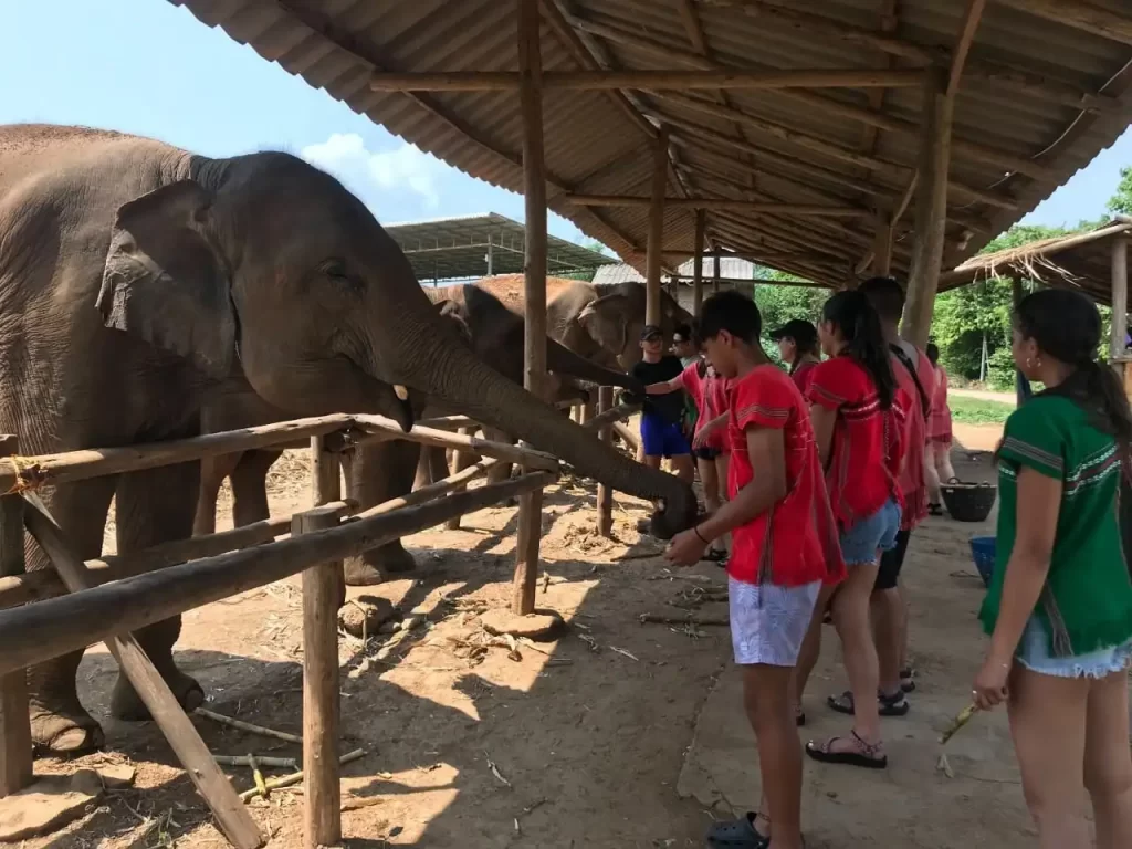 Elephant Camp In Chiang Mai