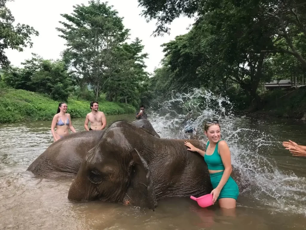 elephant swimming in chiang mai thailand