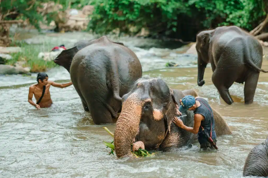 Elephant bathing