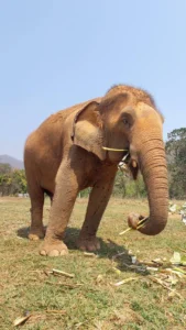 Blog 41 Ethical Elephant Sanctuaries in Chiang Mai