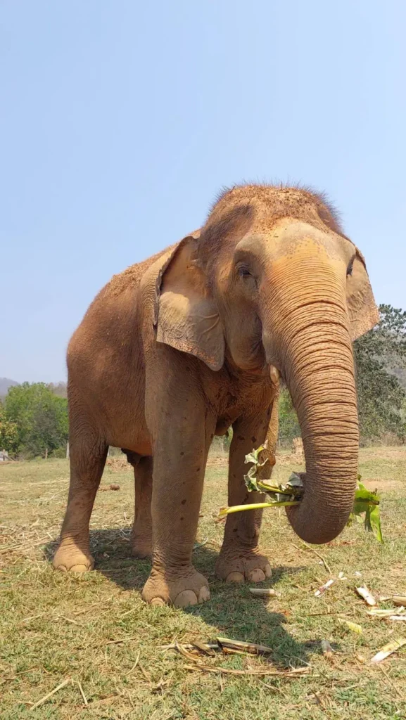 Mae Khum Elephants in Thailand