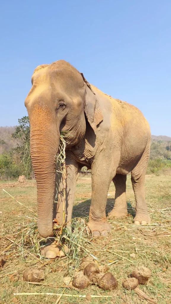 Mae Sa Morn Elephant in Chiang Mai