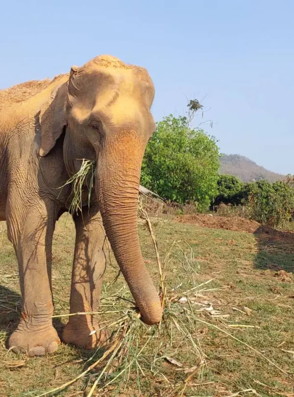 Mae Sa Morn Elephants in Chiang Mai