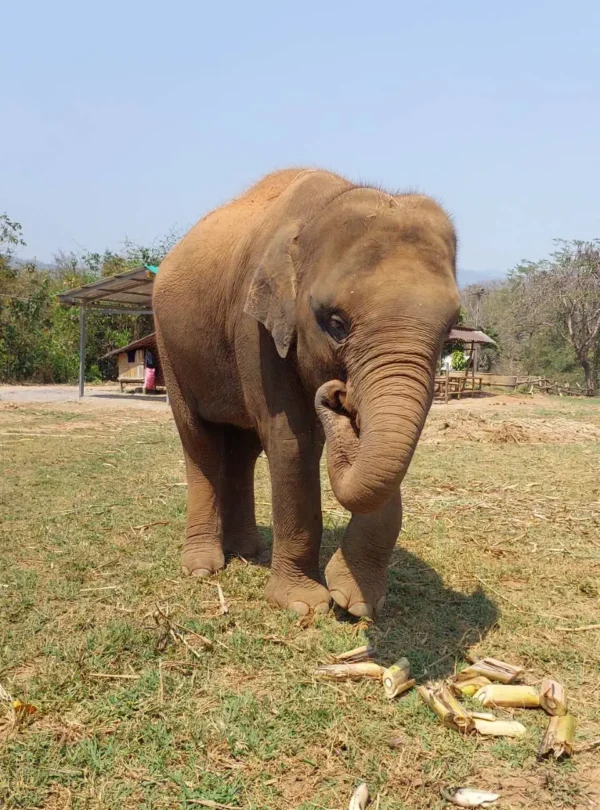 Pang Pak Dee @ Elephant freedom Project