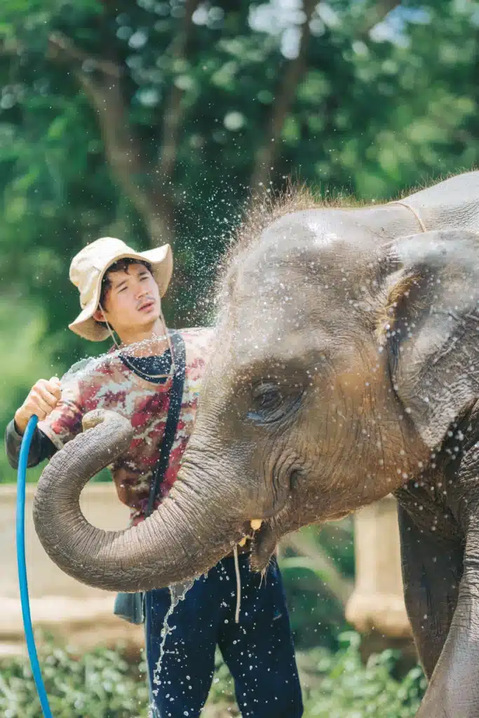 Elephant Freedom Chiang Mai