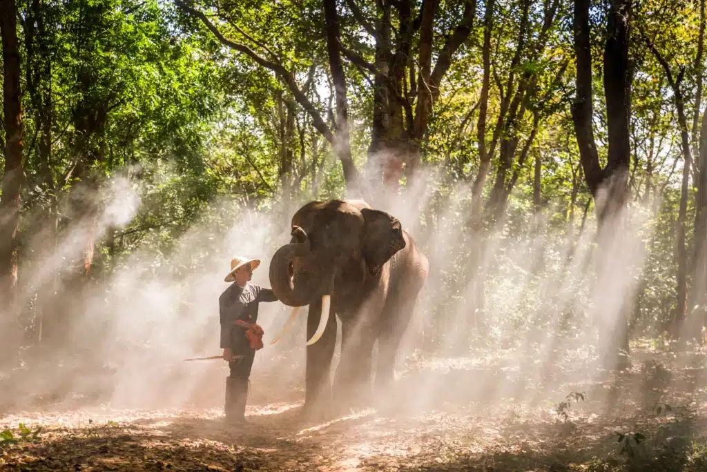 Chiang Mai Burn Season Guide: Is It Safe to Visit? 2 Elephant walking through a forest in Chiang Mai during burn season, with haze in the background