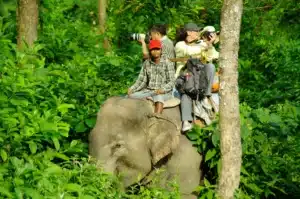 Blog 42 Can You Ride Elephants in Chiang Mai?