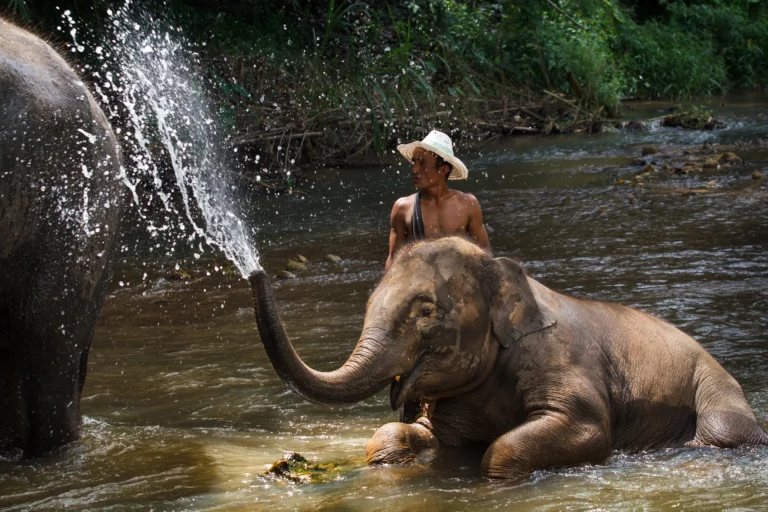 An elephant playfully splashing in the Mae Wang River beside his mahout in Chiang Mai, Thailand.