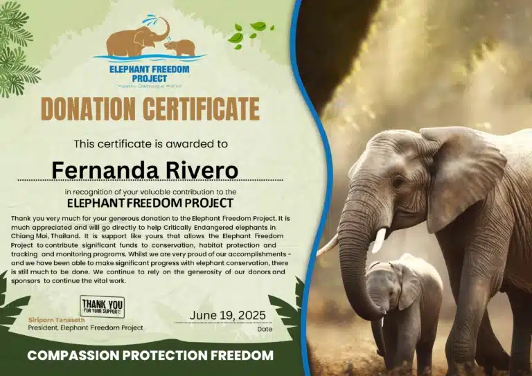 Fernanda Rivero Certificate