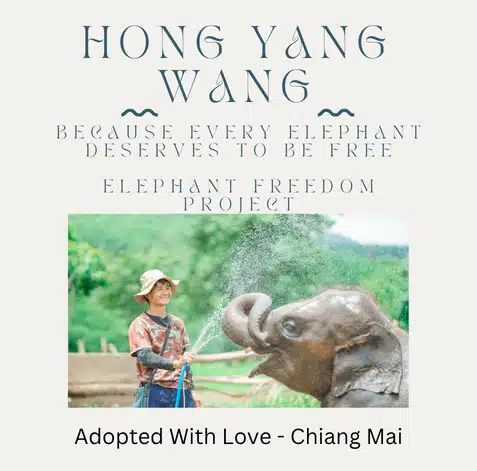 Elephant Freedom Project Adopt An Elephant